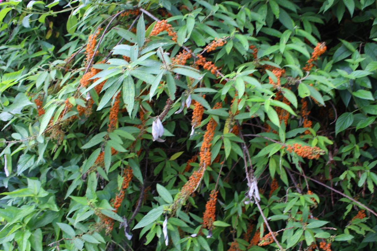 Debregeasia longifolia (Burm.f.) Wedd.